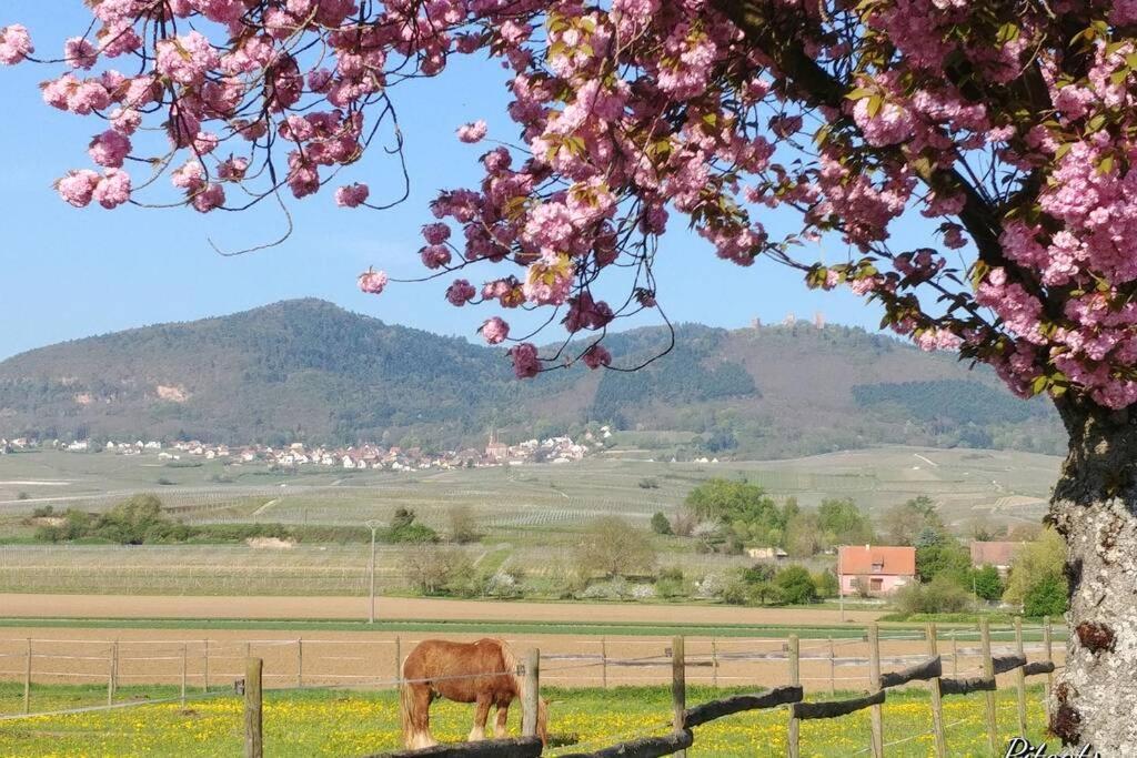 Gite A Eguisheim Proche De Colmar Et Kaysergberg. Kültér fotó