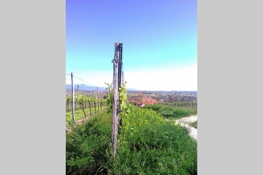 Gite A Eguisheim Proche De Colmar Et Kaysergberg. Kültér fotó